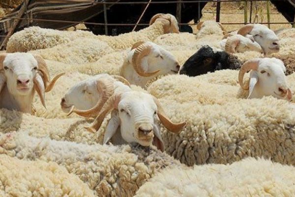الاقتراض لاقتناء أضحية العيد.. جامع الجزائر يُفْتي 