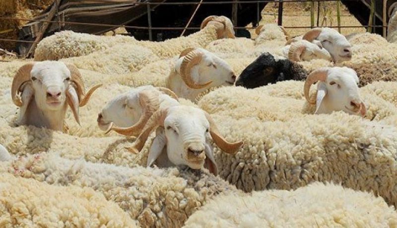 الاقتراض لاقتناء أضحية العيد.. جامع الجزائر يُفْتي 