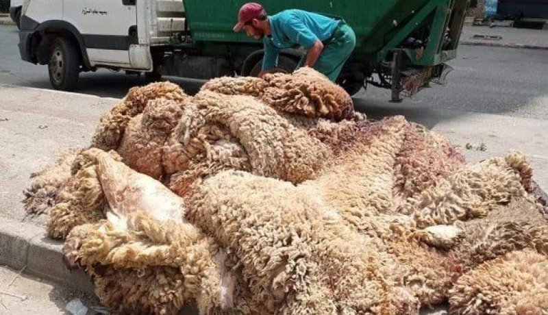 “من الأضحية إلى المصنع”.. انطلاق حملة وطنية لتثمين جلود الأضاحي
