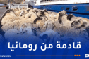 باخرة مُحملة بالأغنام ترسو بميناء عنابة