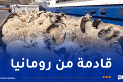 باخرة مُحملة بالأغنام ترسو بميناء عنابة
