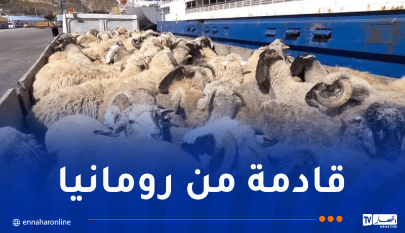 باخرة مُحملة بالأغنام ترسو بميناء عنابة