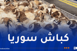 سفينة مُحملة بالأغنام ترسو بميناء عنابة