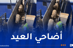 باخرة مُحملة بـ8530 رأسًا من الأغنام ترسو بميناء عنابة