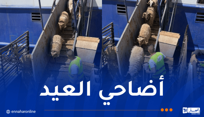 باخرة مُحملة بـ8530 رأسًا من الأغنام ترسو بميناء عنابة