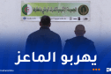 درك الطارف يحبط محاولة تهريب رؤوس ماعز عبر الحدود