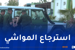 سطيف.. توقيف 4 أشخاص وإحباط عملية سرقة مواشي