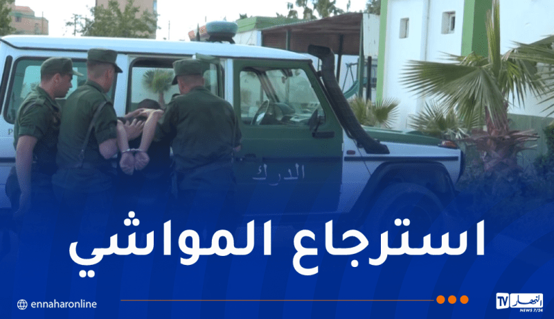 سطيف.. توقيف 4 أشخاص وإحباط عملية سرقة مواشٍ