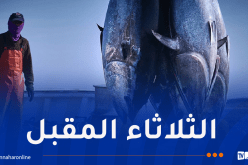 41 سفينة تشارك في حملة صيد التونة الحمراء