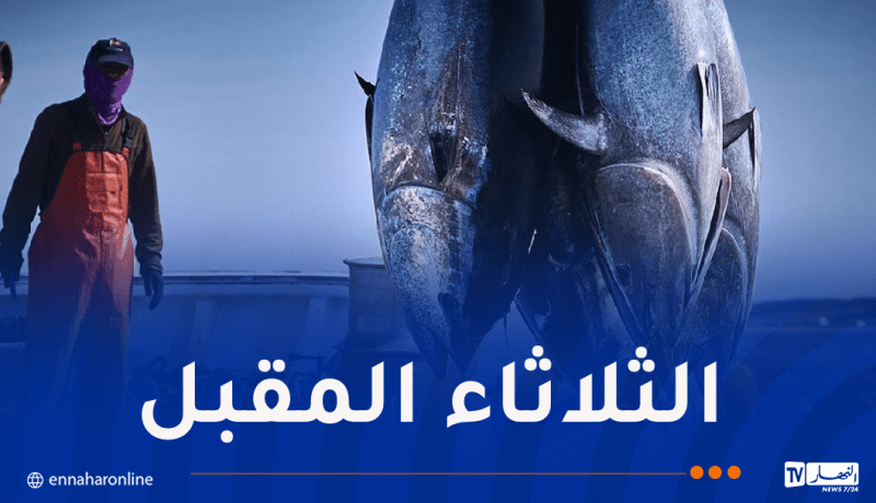 41 سفينة تشارك في حملة صيد التونة الحمراء