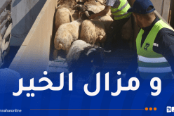وهران.. وصول باخرتين مُحملتين بأكثر من 36 ألف رأس غنم