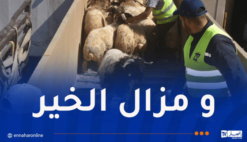 وهران.. وصول باخرتين مُحملتين بأكثر من 36 ألف رأس غنم