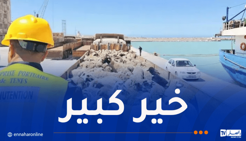 وصول شحنة جديدة من رؤوس الأغنام لميناء تنس
