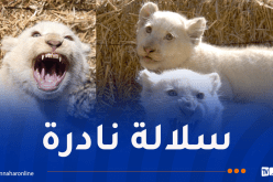 ولادة 5 أشبال للأسد الأبيض بحديقة بن عكنون