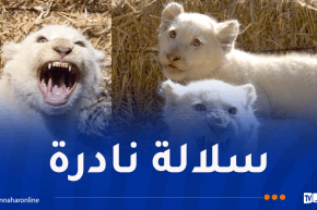 ولادة 5 أشبال للأسد الأبيض بحديقة بن عكنون