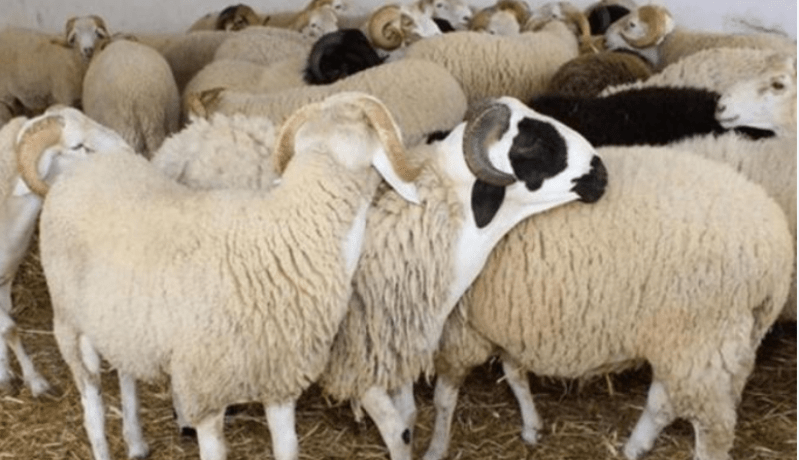 دعاء ذبح الأضحية