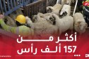 أضخم سفينة أغنام مستوردة تصل الجزائر..وصول 4 سفن إلى مختلف الولايات