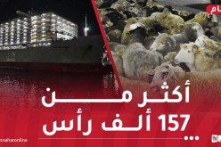 أضخم سفينة أغنام مستوردة تصل الجزائر..وصول 4 سفن إلى مختلف الولايات
