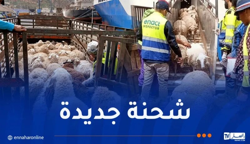 ميناء تنس يستقبل 11600 رأس غنم روماني
