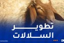 فلاحة: استيراد 30 ألف رأس من سلالات الأغنام المحسنة جينيا من قطر