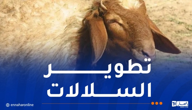 فلاحة: استيراد 30 ألف رأس من سلالات الأغنام المحسنة جينيا من قطر
