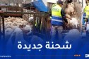 وصول طائرة محملة بشحنة جديدة من الأغنام المستوردة إلى تمنراست