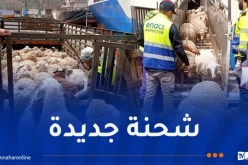 وصول طائرة محملة بشحنة جديدة من الأغنام المستوردة إلى تمنراست