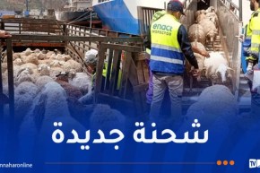 وصول طائرة محملة بشحنة جديدة من الأغنام المستوردة إلى تمنراست
