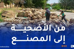 انطلاق عملية جمع جلود الأضاحي عبر مختلف ولايات الوطن