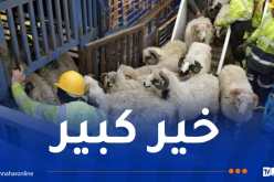 عيد الأضحى: 11 سفينة وطائرة محملة بالمواشي المستوردة في طريقها إلى الجزائر