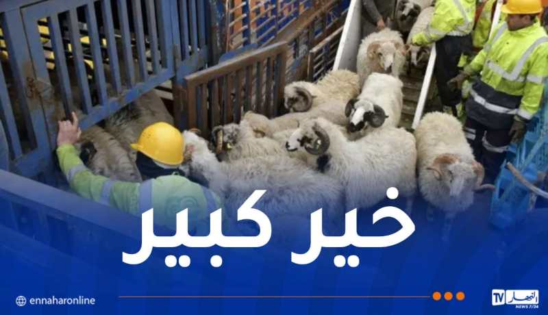عيد الأضحى: 11 سفينة وطائرة محملة بالمواشي المستوردة في طريقها إلى الجزائر