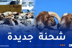 ميناء سكيكدة يستقبل شحنة جديدة من الأغنام المستوردة