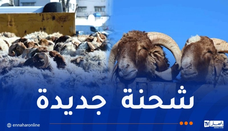 ميناء سكيكدة يستقبل شحنة جديدة من الأغنام المستوردة