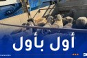 قادمة من 6 دول عربية وأجنبية.. أرقام وتفاصيل عملية استيراد المواشي