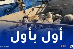 قادمة من 6 دول عربية وأجنبية.. أرقام وتفاصيل عملية استيراد المواشي