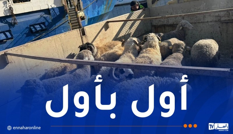 قادمة من 6 دول عربية وأجنبية.. أرقام وتفاصيل عملية استيراد المواشي