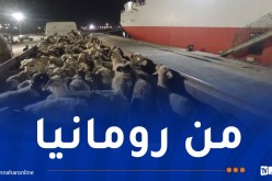 ميناء جيجل يستقبل أزيد من 18 ألف رأس غنم