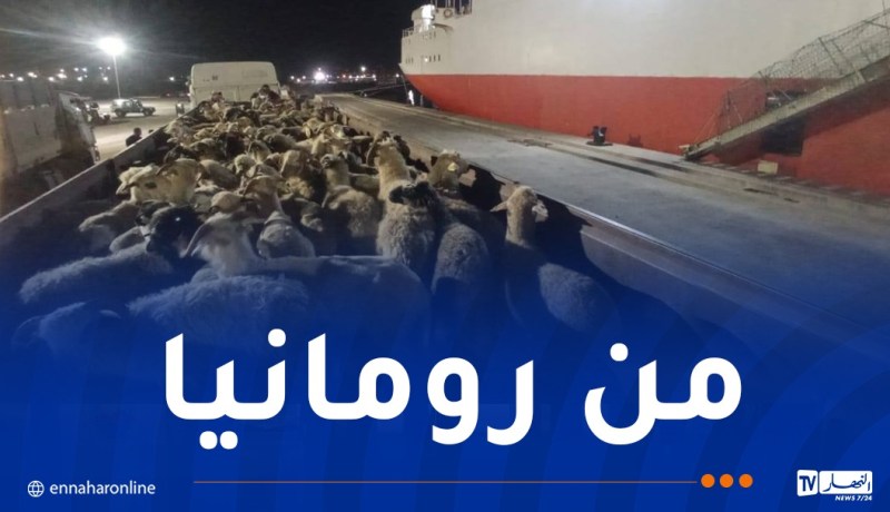 ميناء جيجل يستقبل أزيد من 18 ألف رأس غنم