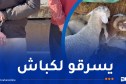 أم البواقي..توقيف شخصان يسرقان المواشي المستوردة بغرض إعادة بيعها