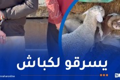 أم البواقي..توقيف شخصان يسرقان المواشي المستوردة بغرض إعادة بيعها