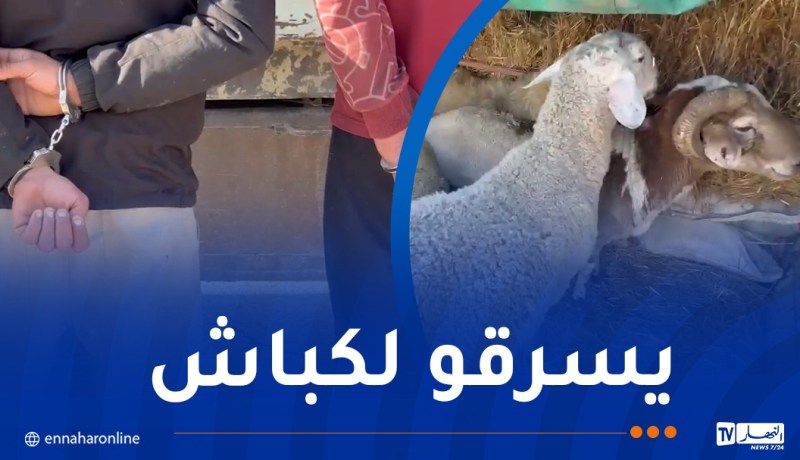 أم البواقي..توقيف شخصان يسرقان المواشي المستوردة بغرض إعادة بيعها