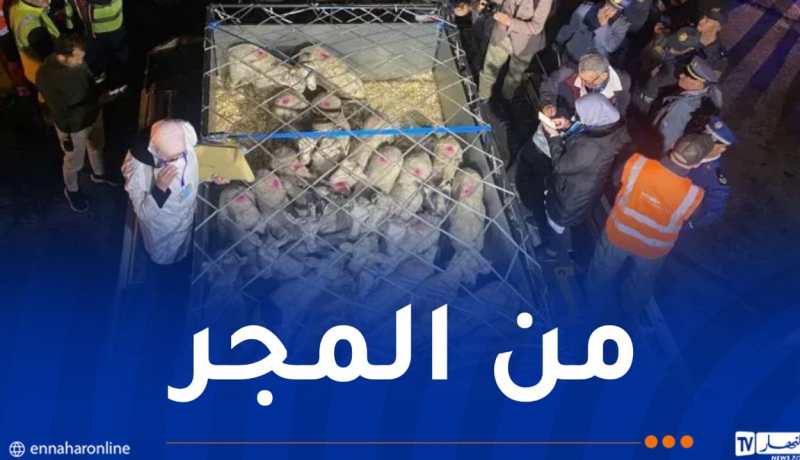 وصول شحنة من الأغنام المستوردة قادمة من المجر إلى قسنطينة