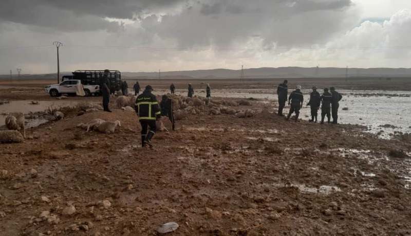 الجلفة.. إنقاذ 120 رأس غنم إثر ارتفاع منسوب مياه وادي