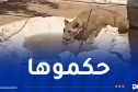 نقل لبؤة حاسي مسعود إلى حديقة الحيوانات بالعاصمة