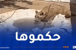 نقل لبؤة حاسي مسعود إلى حديقة الحيوانات بالعاصمة