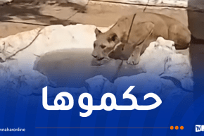 نقل لبؤة حاسي مسعود إلى حديقة الحيوانات بالعاصمة