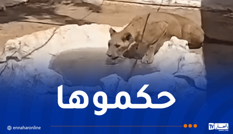 نقل لبؤة حاسي مسعود إلى حديقة الحيوانات بالعاصمة