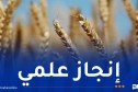 التعليم العالي.. تسجيل 6 أصناف جديدة من القمح والشعير