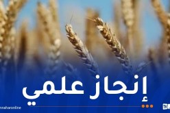 التعليم العالي.. تسجيل 6 أصناف جديدة من القمح والشعير