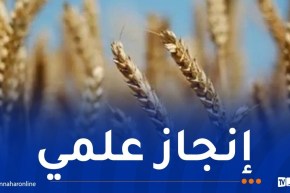 التعليم العالي.. تسجيل 6 أصناف جديدة من القمح والشعير